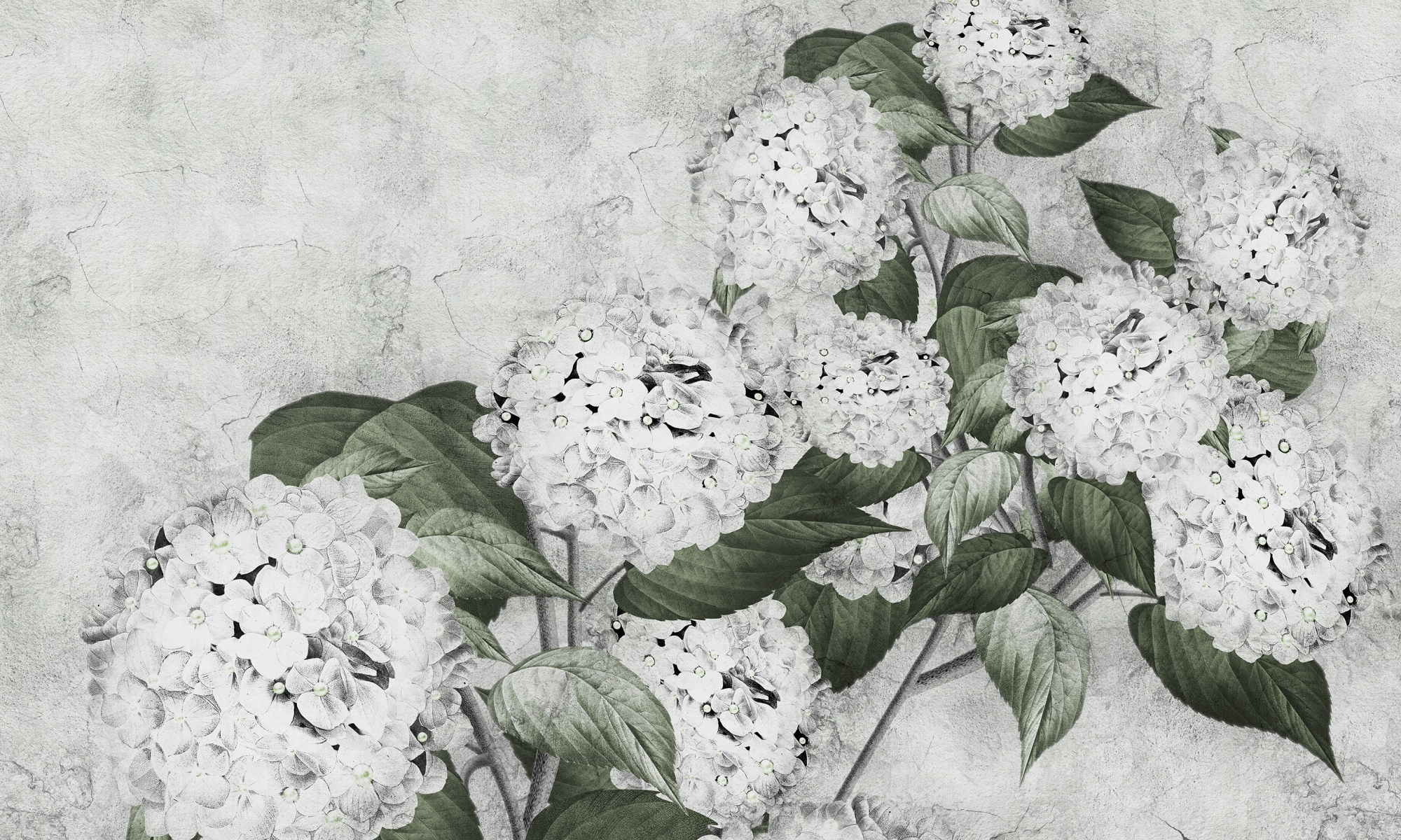 Hortensia – Dekorami