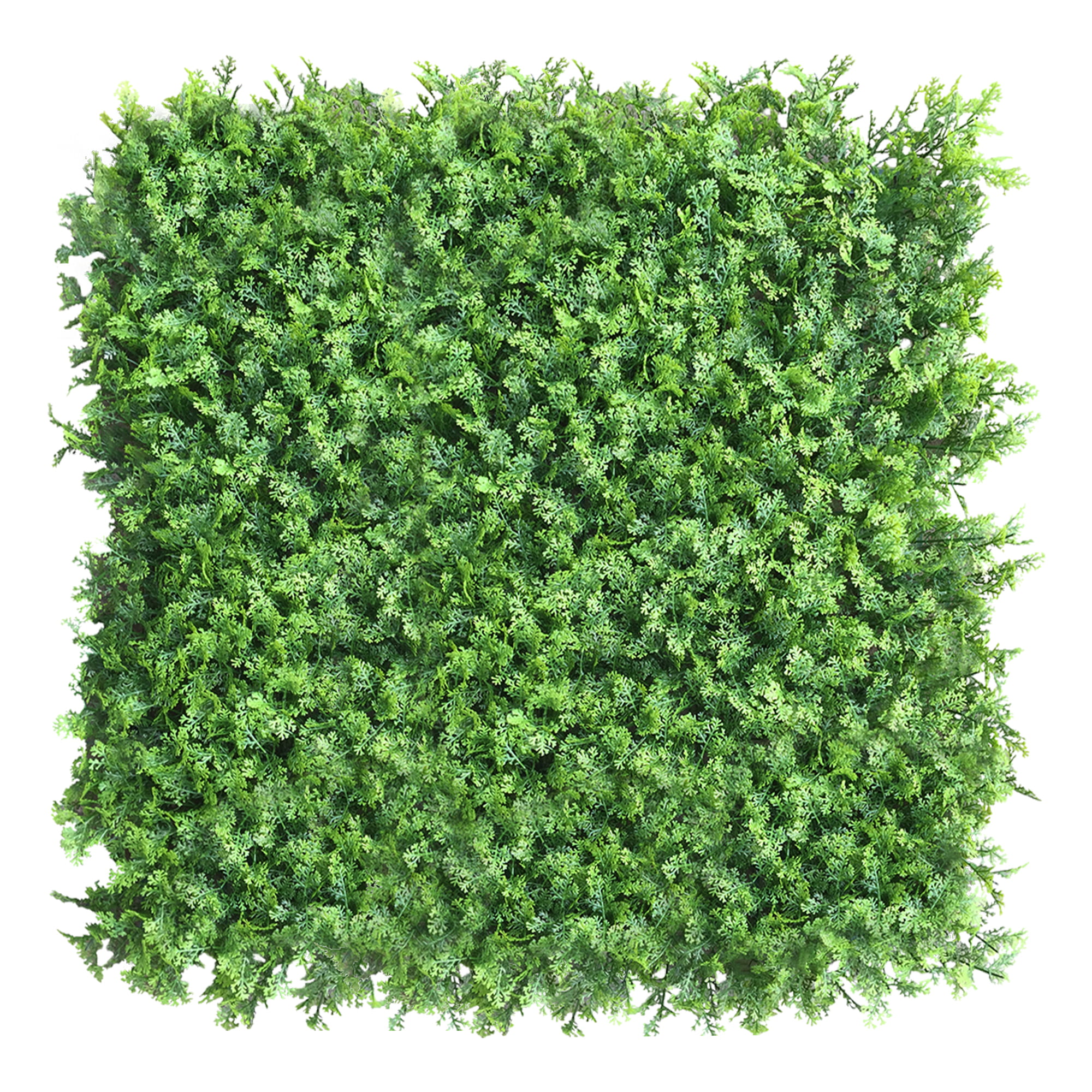 Mur végétal Thuya 50x50cm – Green Designers