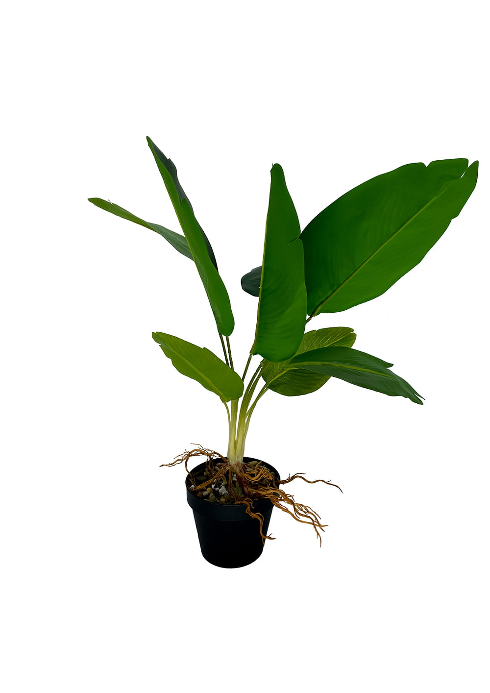 Plante artificielle dieffenbachia 55 cm – Green Designers