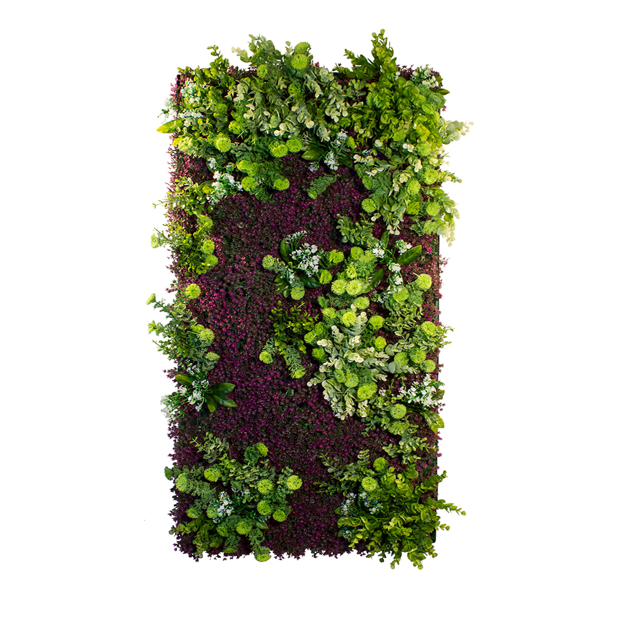 Jardin vertical Purple Haze