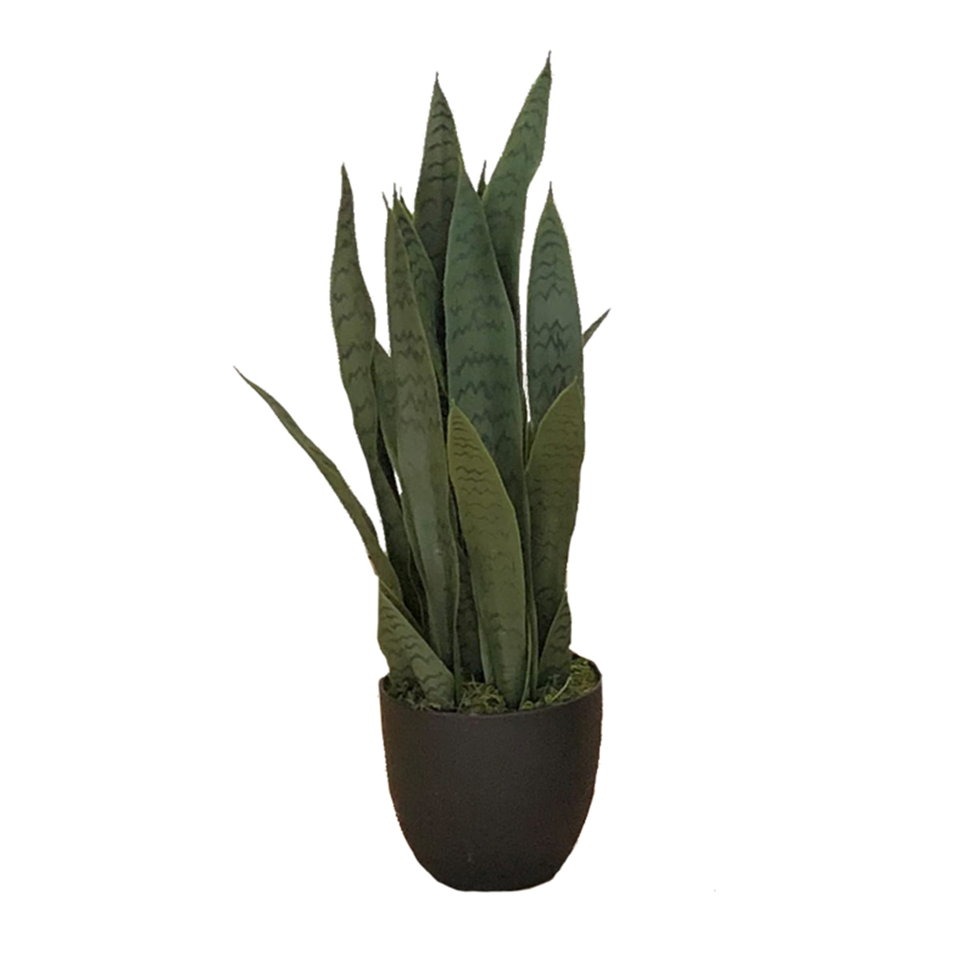 Plante artificielle Sansevieria Zelenica 65cm