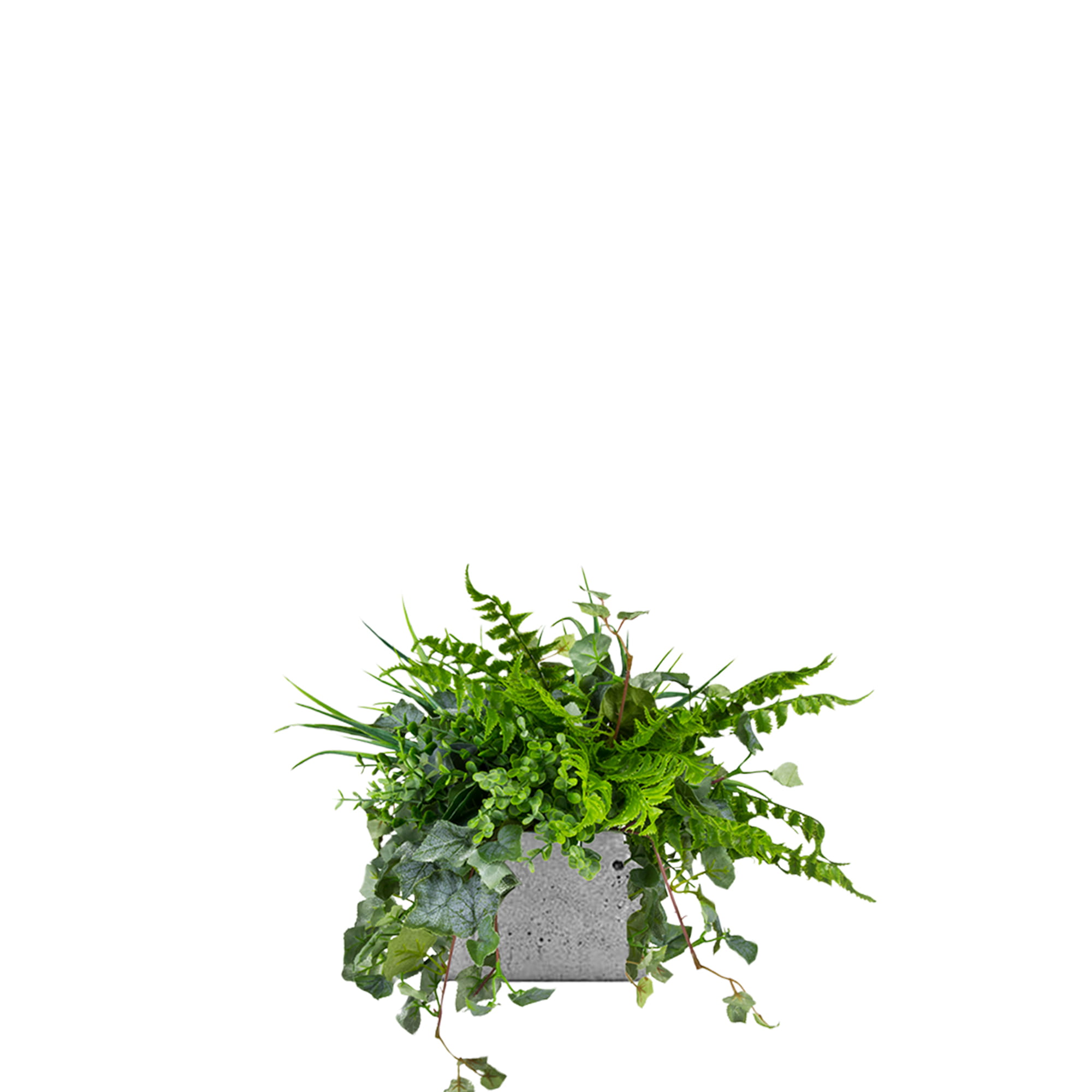 Plantes en pot de mouette