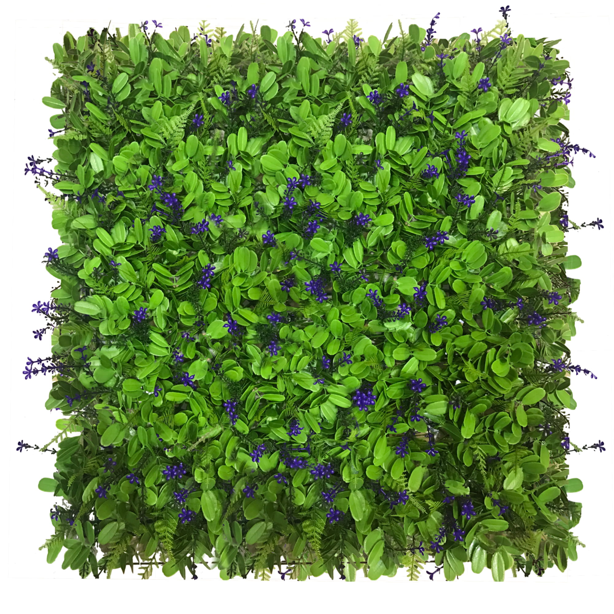 Mur végétal Myosotis 50x50cm