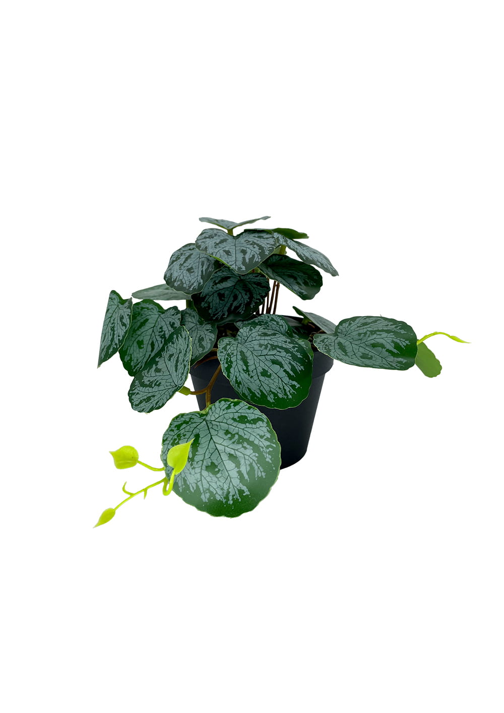 Plante Pilea artificielle 20 cm – Green Designers
