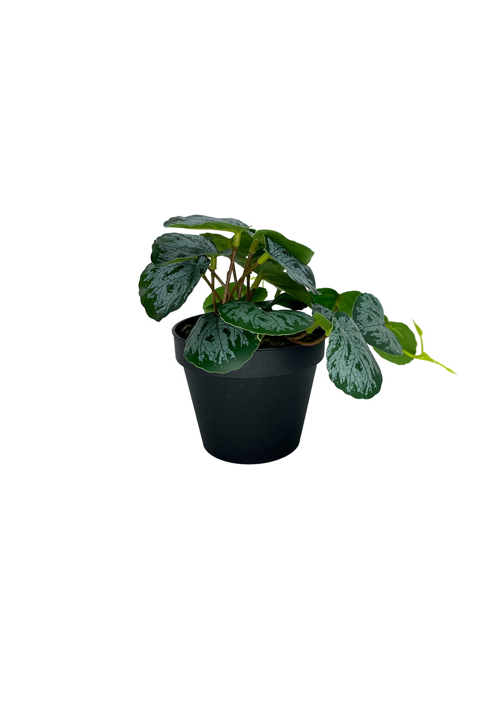 Plante Pilea artificielle 20 cm – Green Designers