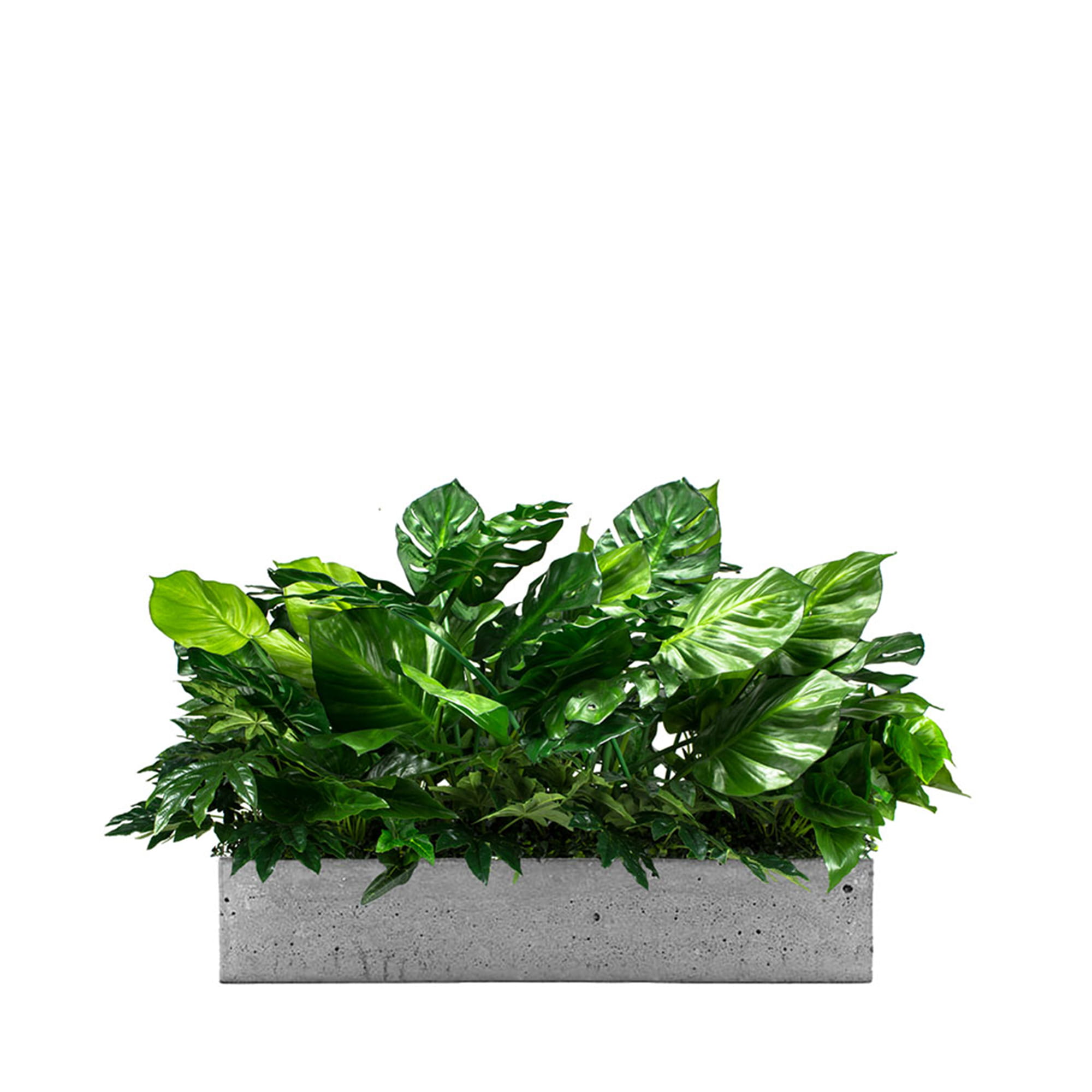 Insert végétal pour le pot de fleurs Las Palmas