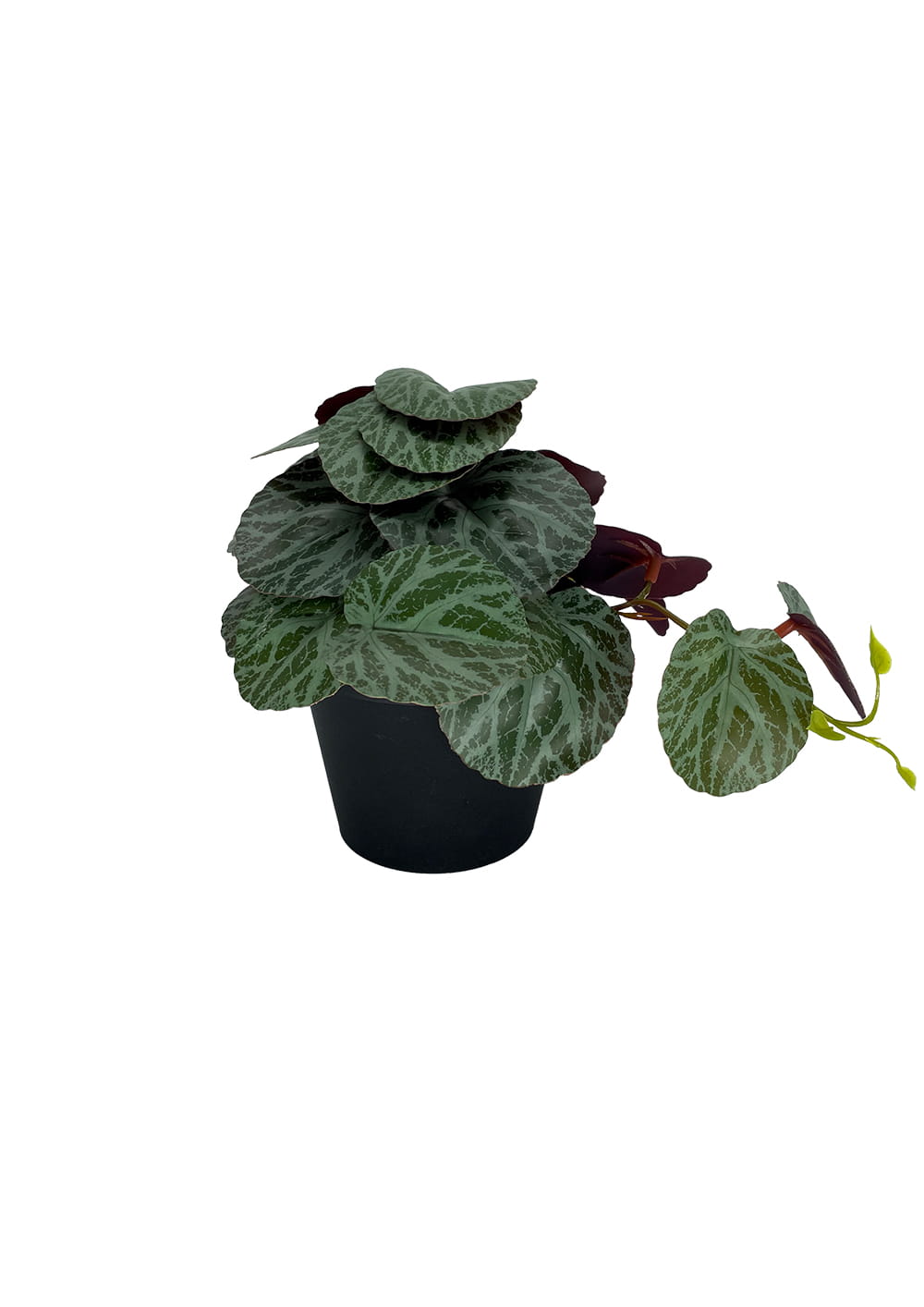 Plante Pilea artificielle 19 cm – Green Designers