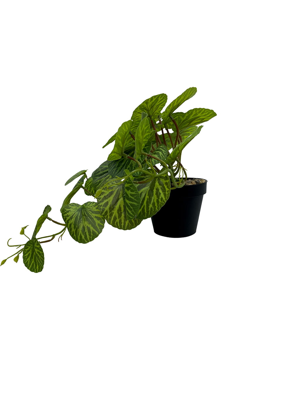 Plante Pilea artificielle 37 cm – Green Designers