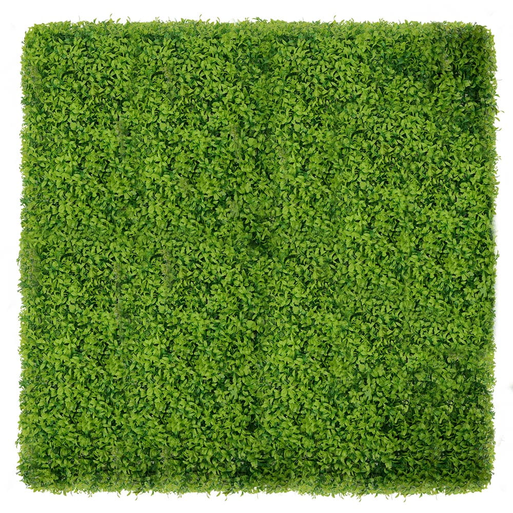 Mur végétal Buis 50x50cm – Green Designers