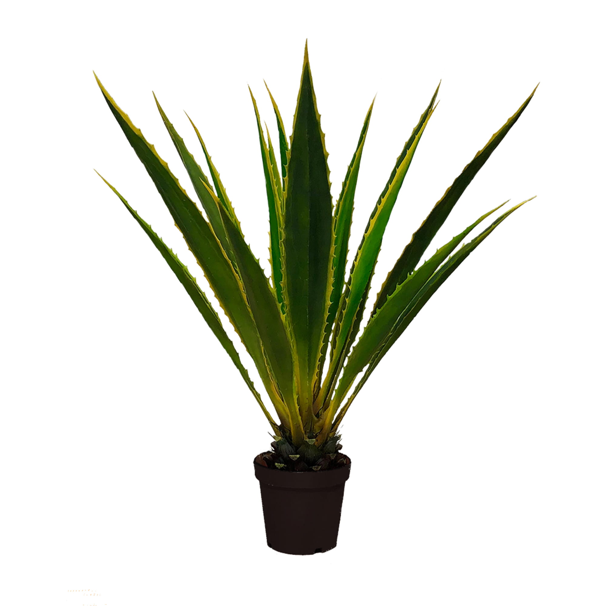 Plante décorative Agave Americana 120 cm