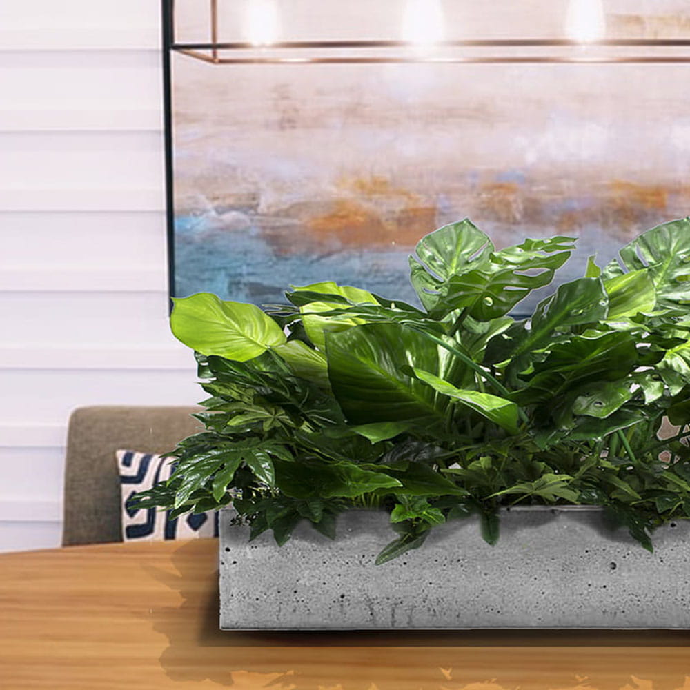 Insert végétal pour le pot de fleurs Las Palmas – Green Designers