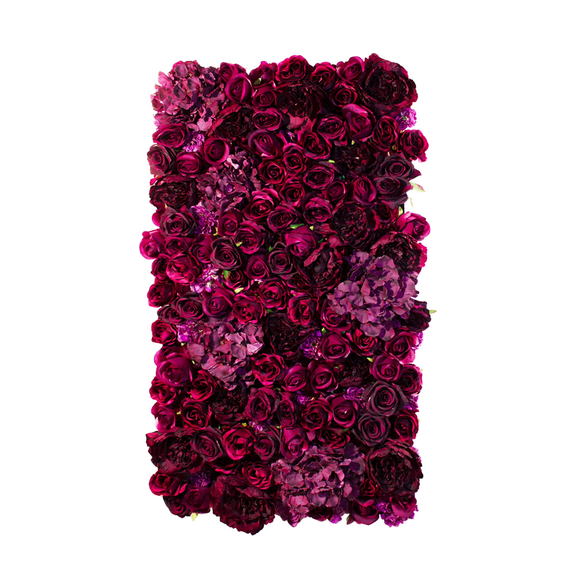 Mur de roses American Dream