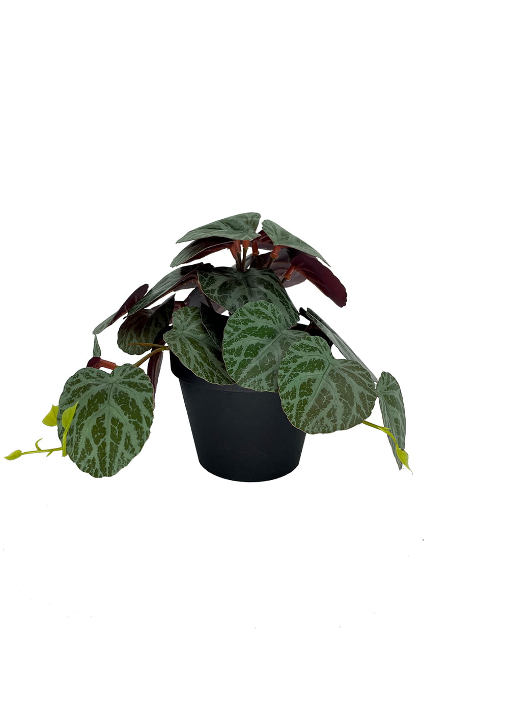 Plante Pilea artificielle 19 cm – Green Designers