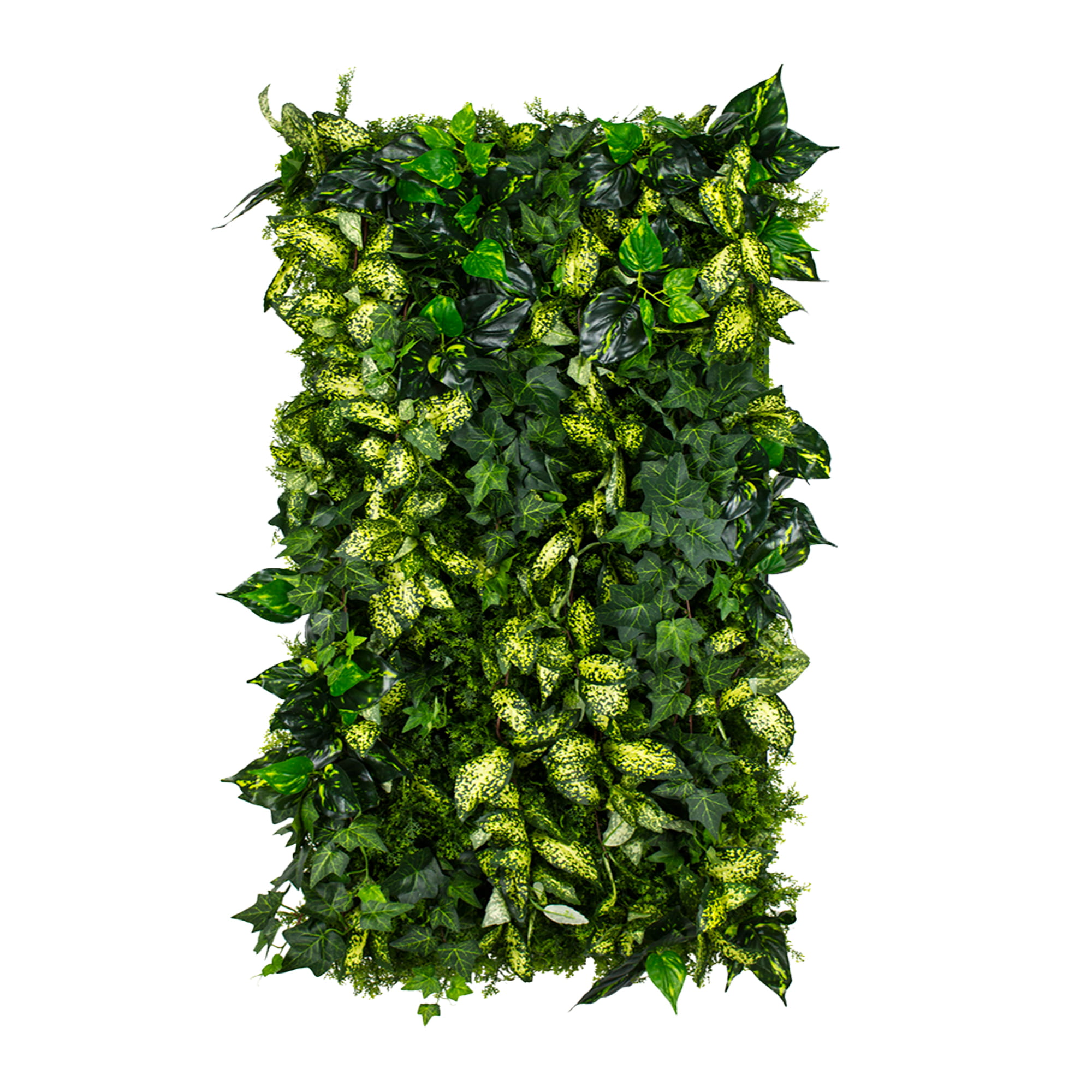 Jardin vertical de lierre cultivé