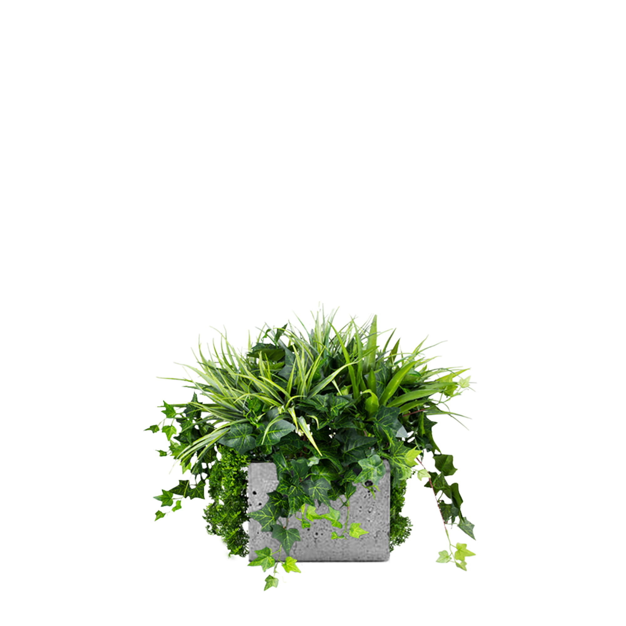 Remplissage végétal pour le pot Blue Jay – Green Designers
