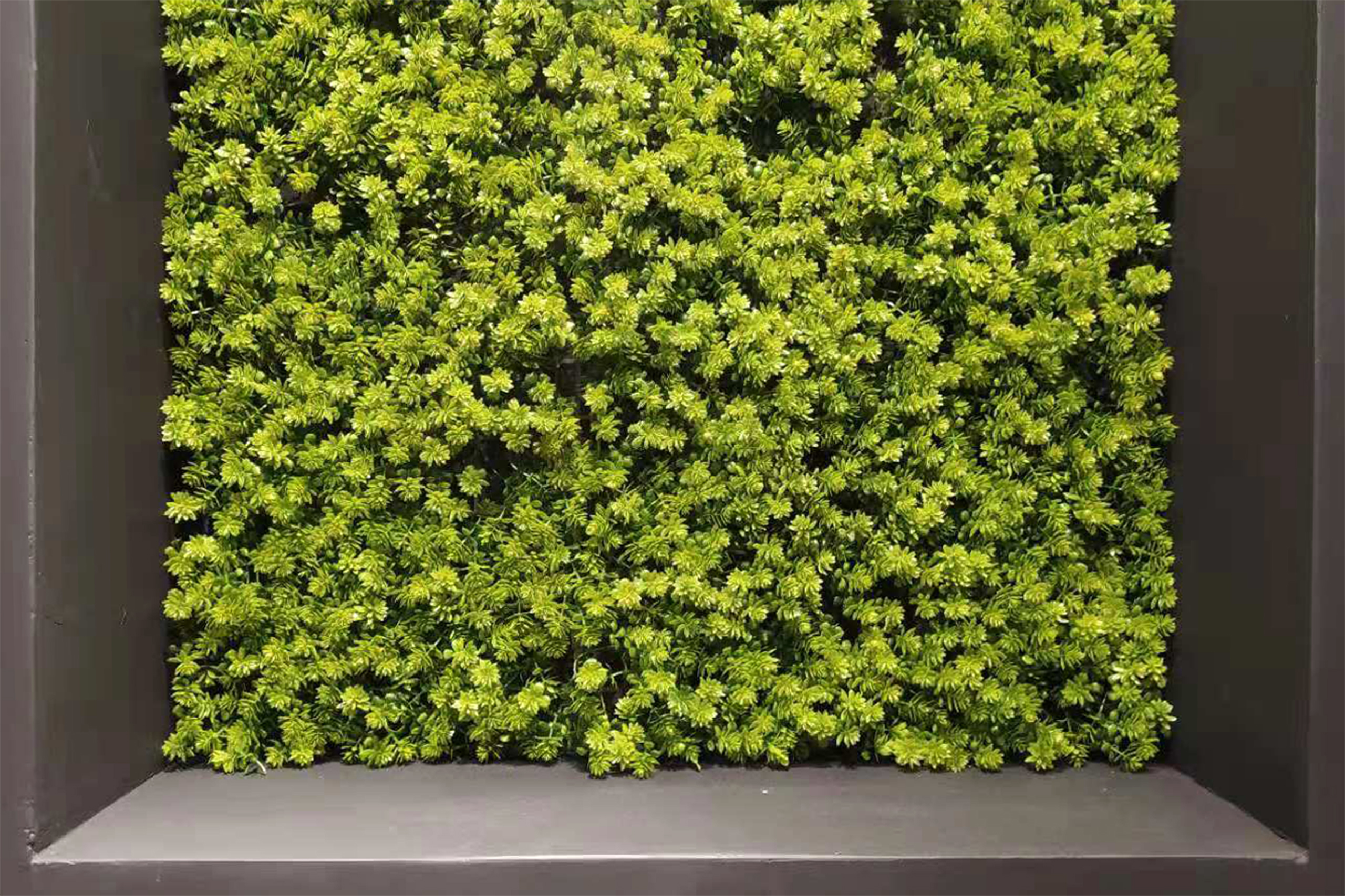 Mur végétal Chmiel 50x50cm – Green Designers