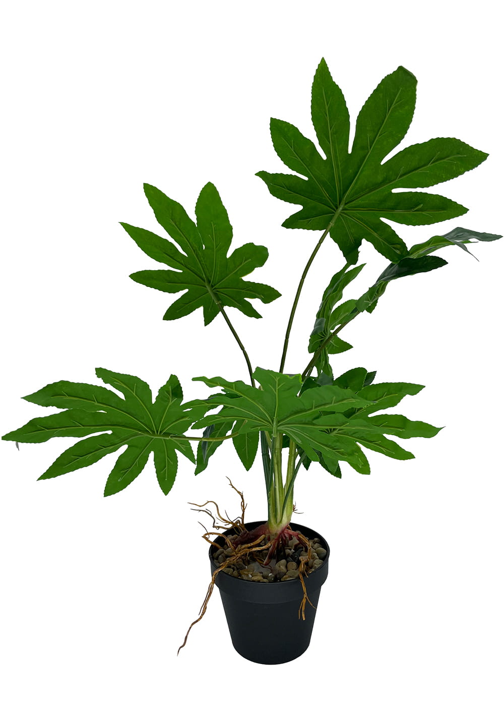 Plante Aralia artificielle 55 cm – Green Designers