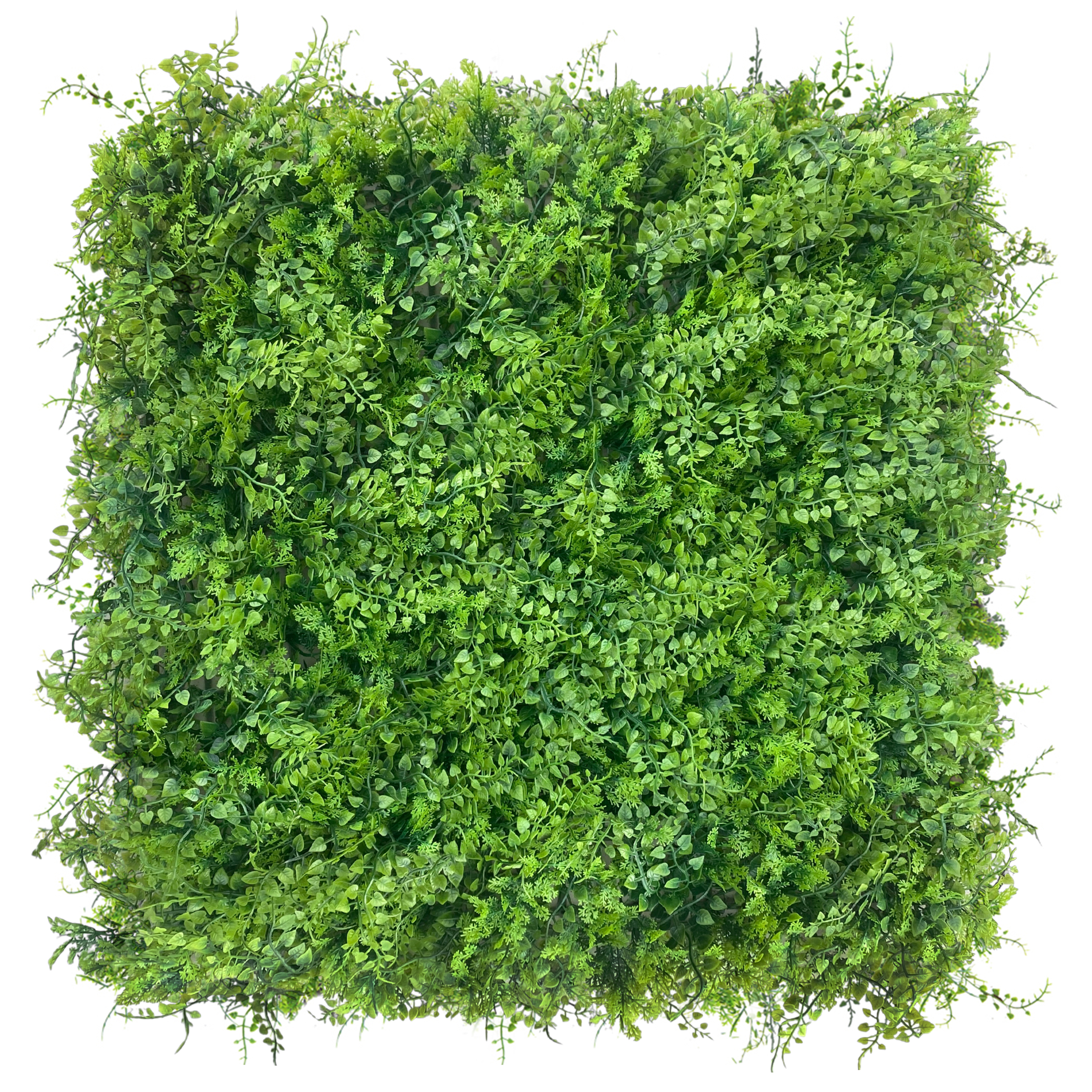 Mur végétal Znakocica 50x50cm