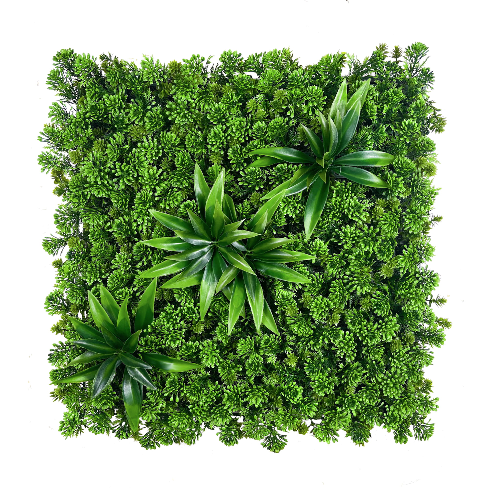 Mur végétal Succulent 50x50cm