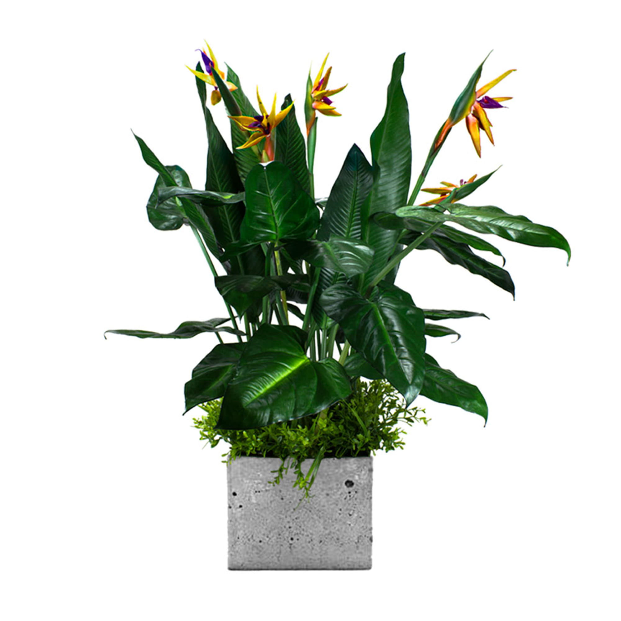Remplissage végétal pour le pot Paradise Bird
