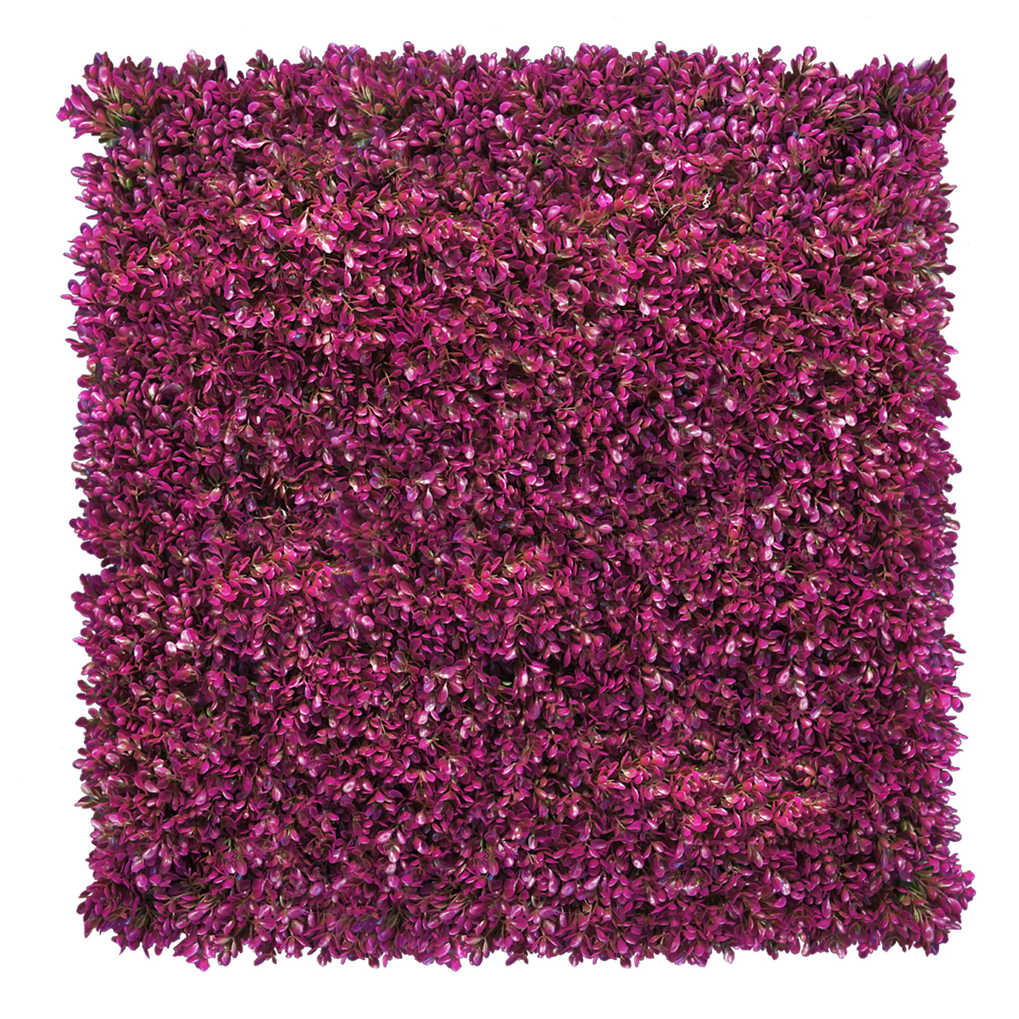 Mur de plantes Rose fuchsia 50x50cm