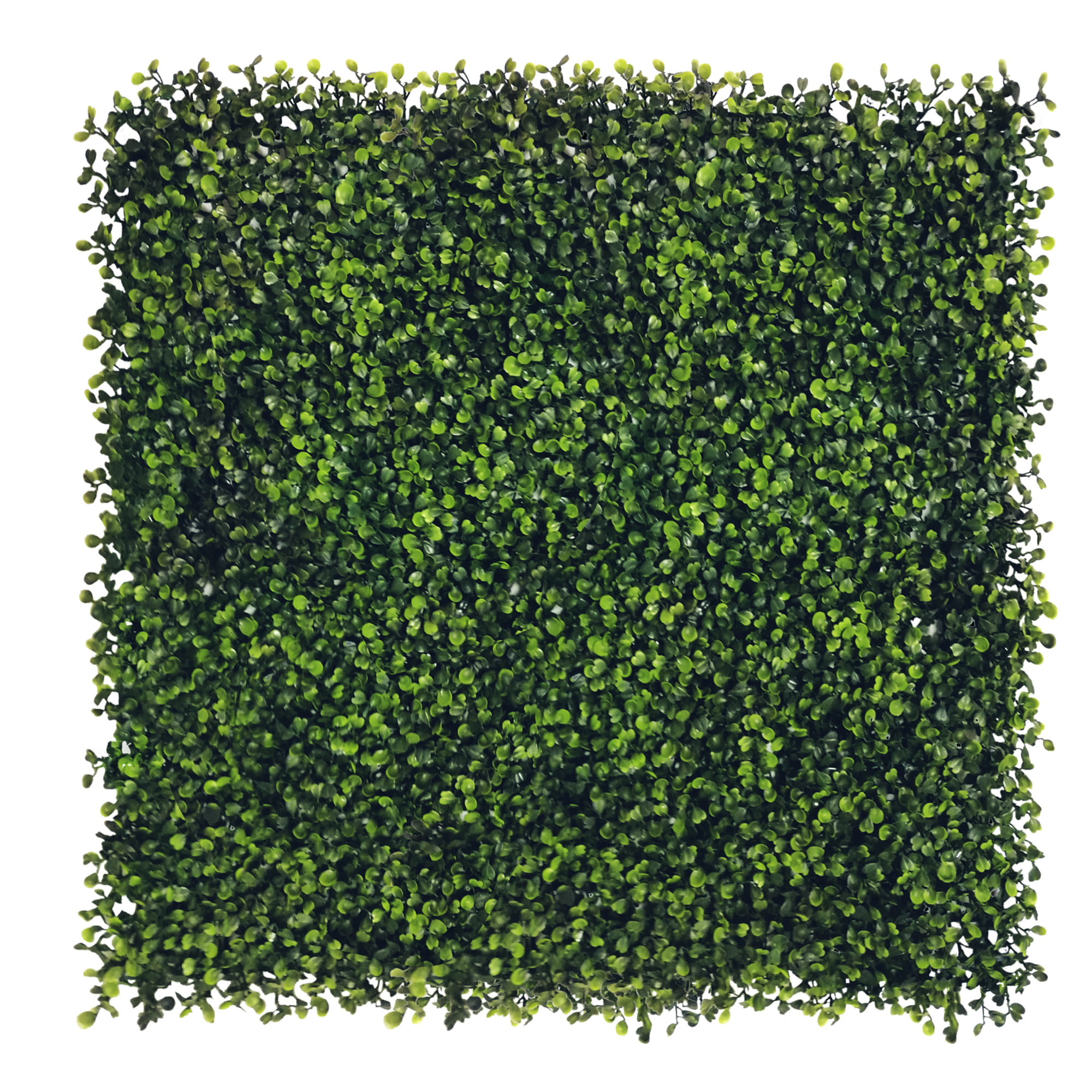 Mur végétal Buis vert foncé 50x50cm