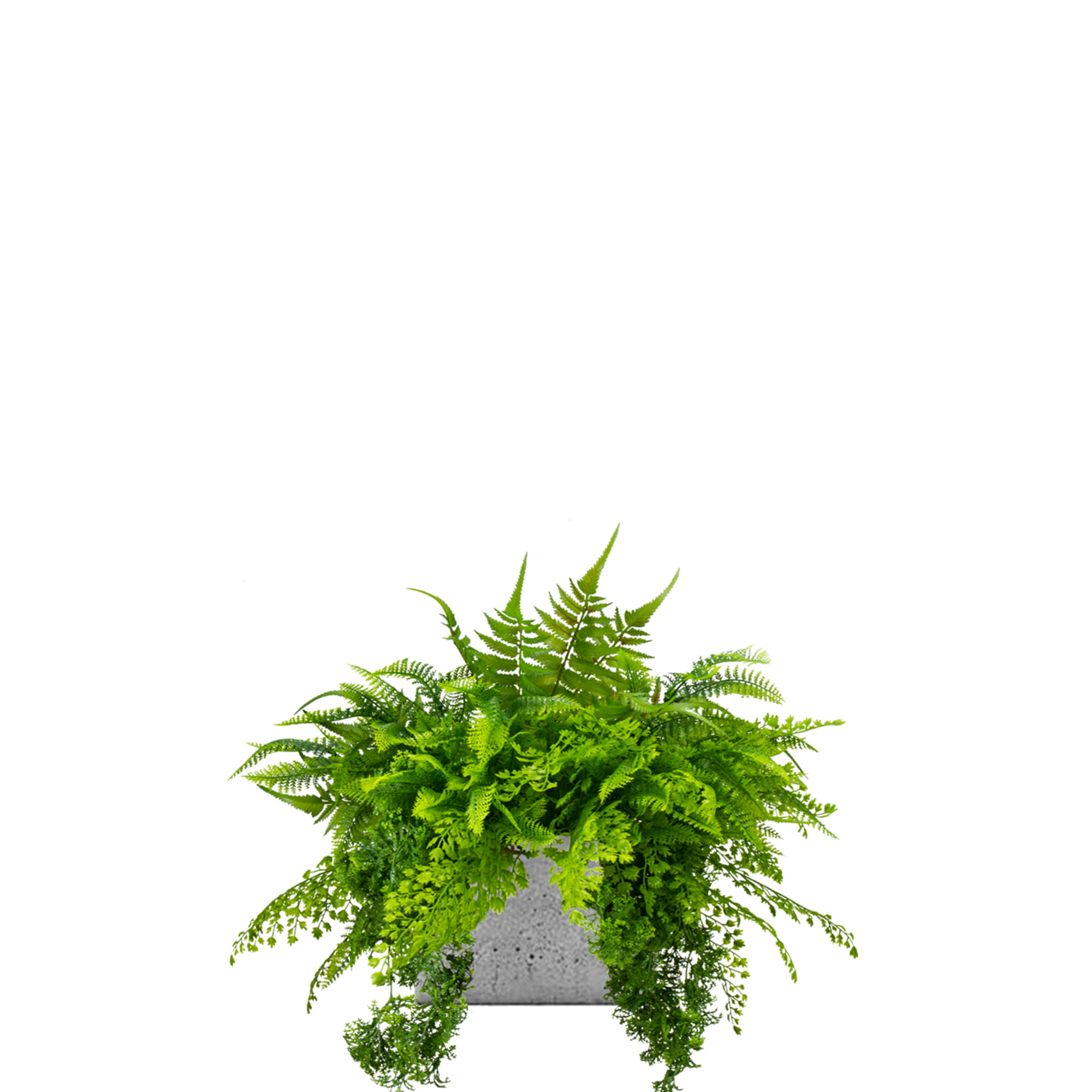 Composition pour le pot Ibis – Green Designers