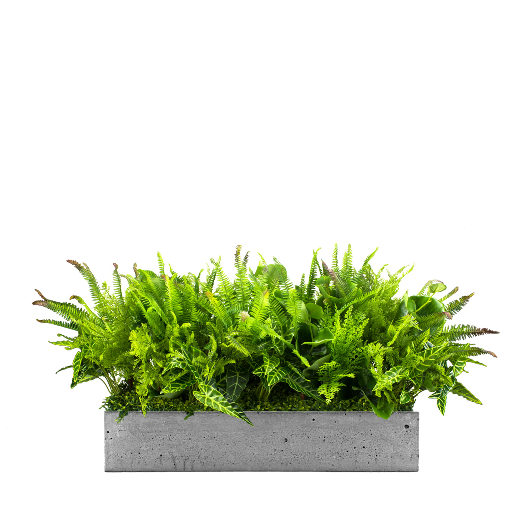 Composition pour le pot Nature Pride