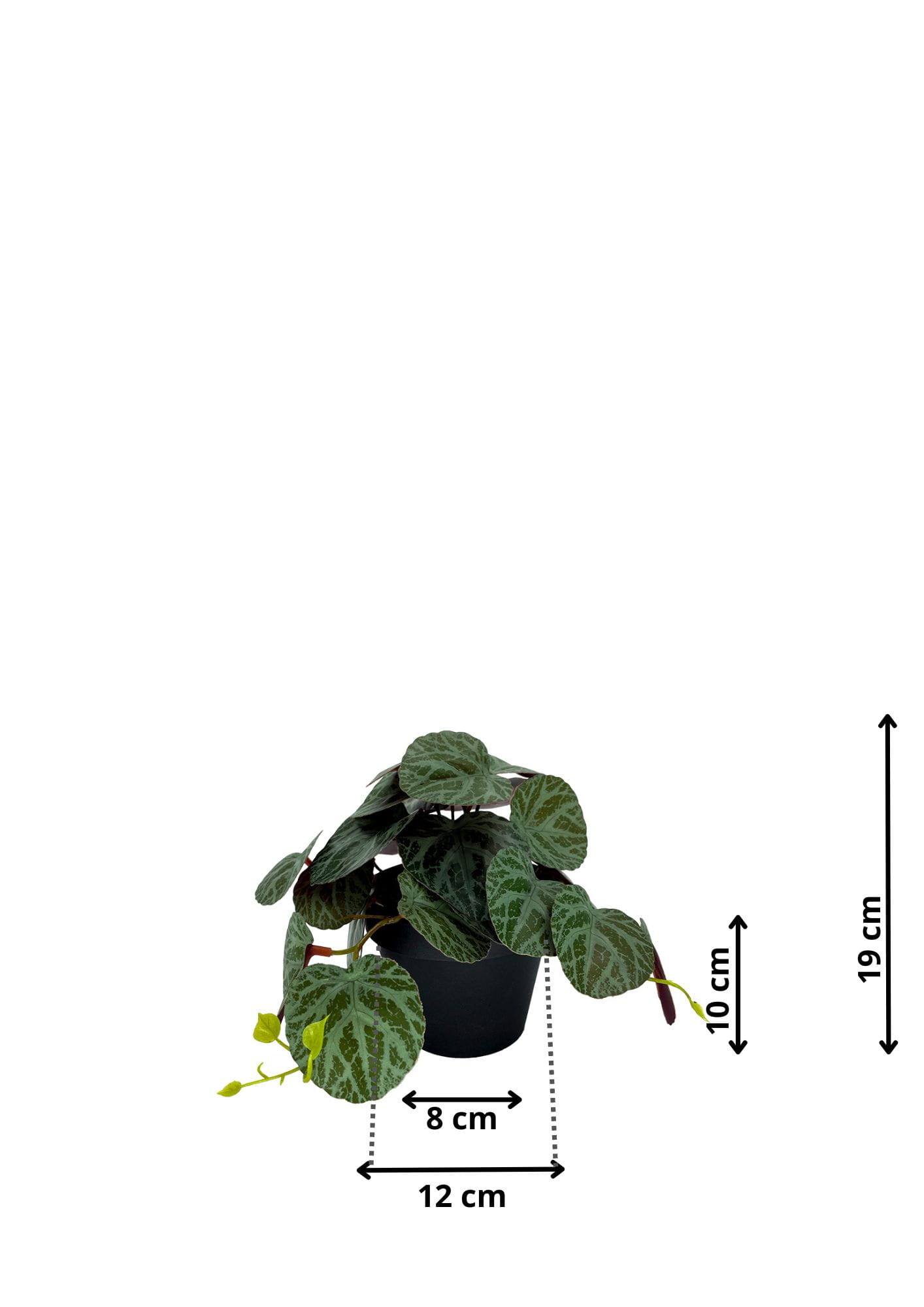 Plante Pilea artificielle 19 cm – Green Designers