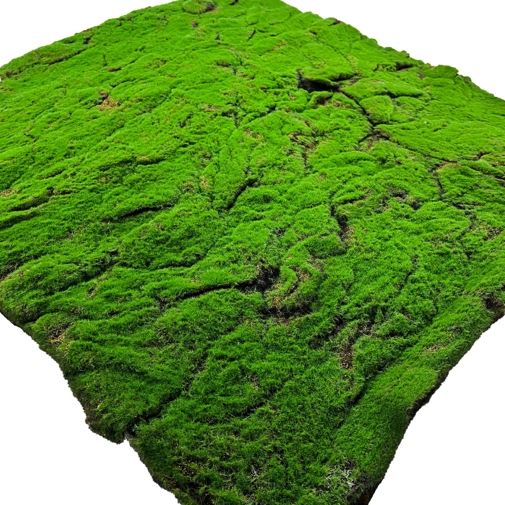 Mousse décorative artificielle 100x100cm – Green Designers