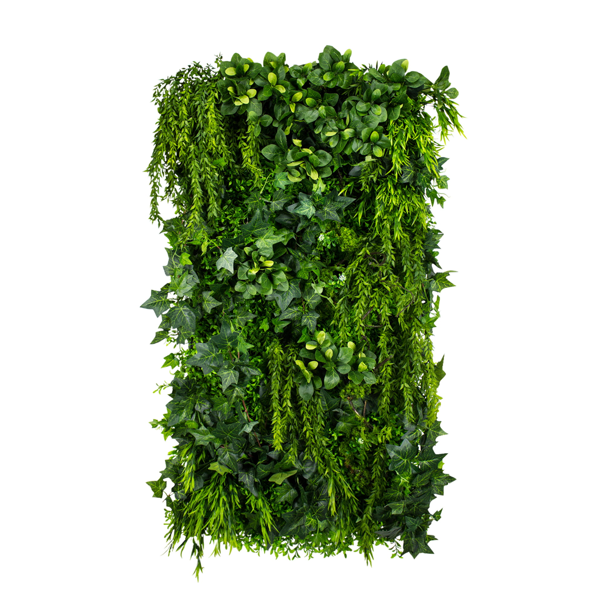 Jardin vertical de lierre vert