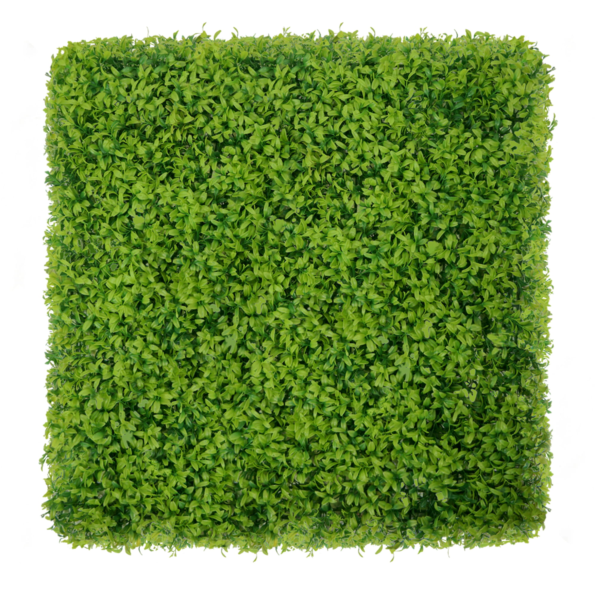 Mur végétal Buis vert 50x50cm