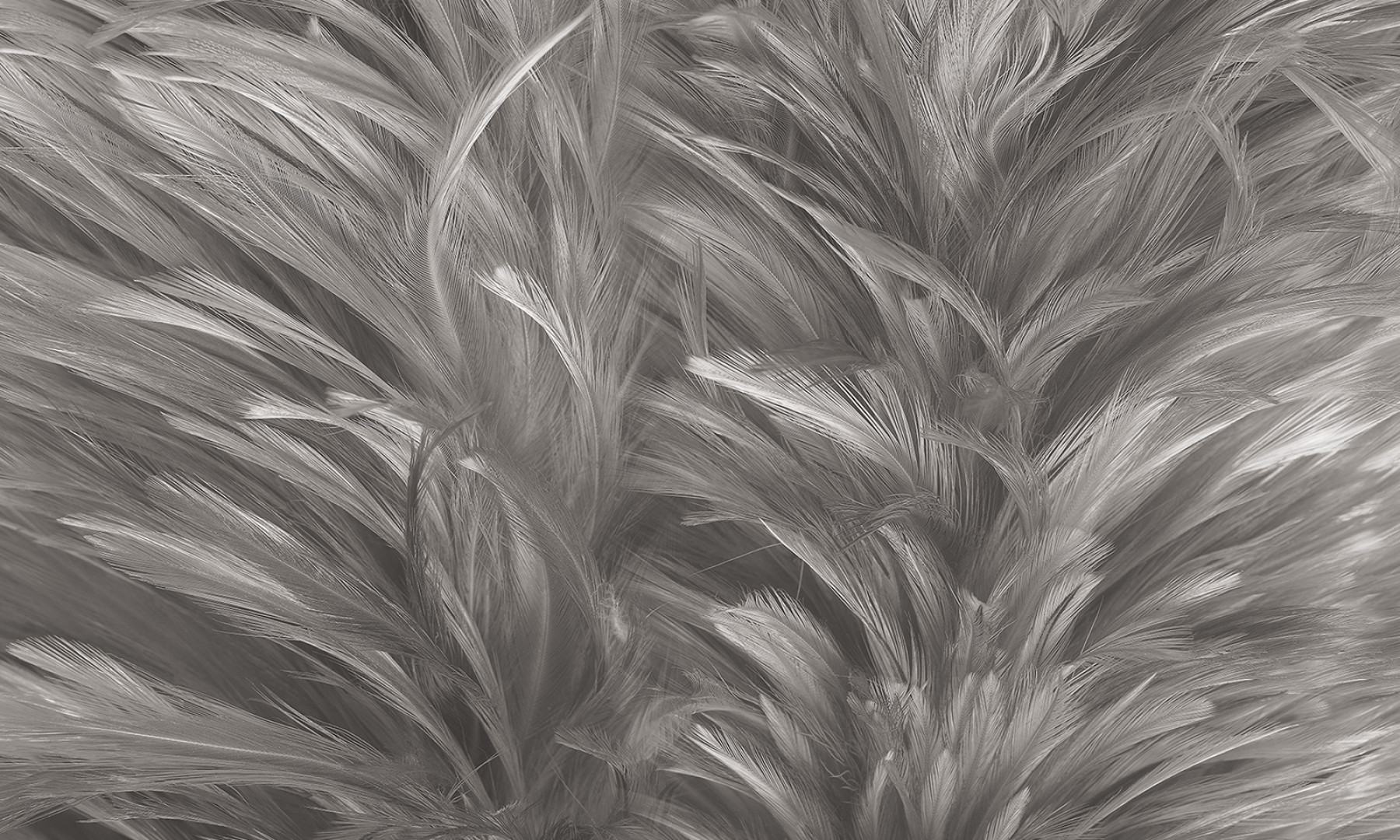 Papier peint Soft touch – Rauv