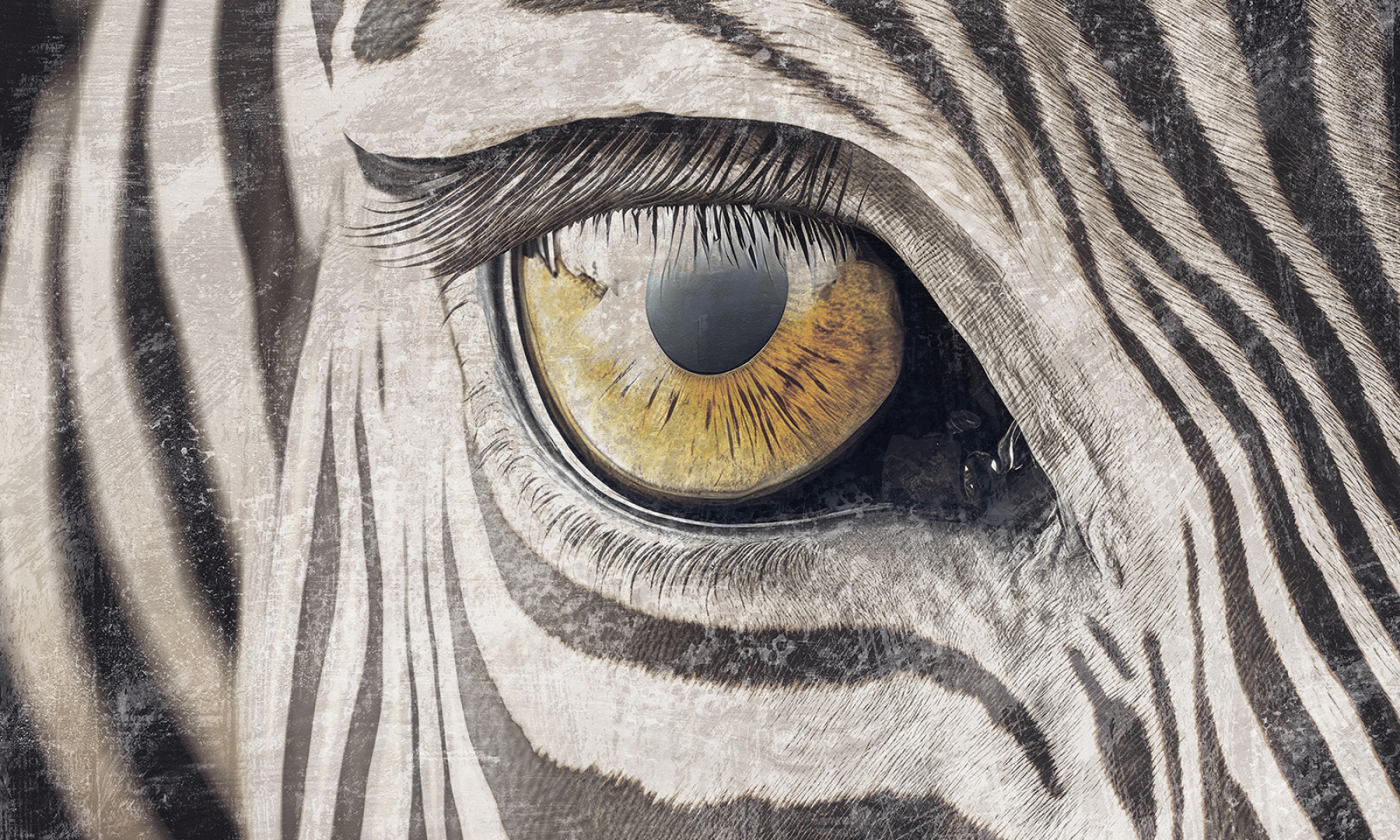 Papier peint Zebra gaze – Rauv